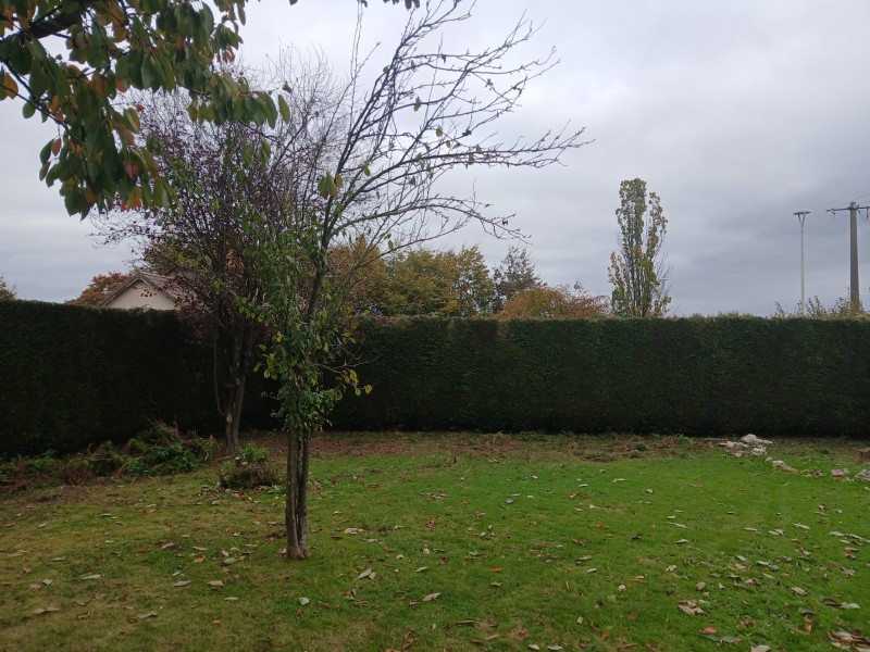 rabattage de haie