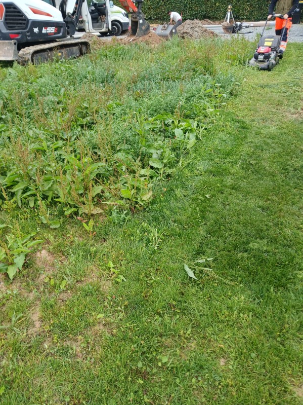 remise en état de une pelouse