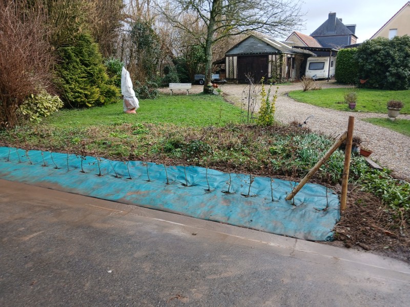 Paysagiste pour l'arrachage de haies avec plantation d'une nouvelle haie sur bâche sur le secteur de Fauville en Caux 76