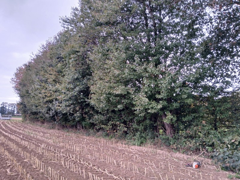 Paysagiste secteur Cany Barville : remontage de couronne et coupe de branches basses avec broyage pour dégager un champ