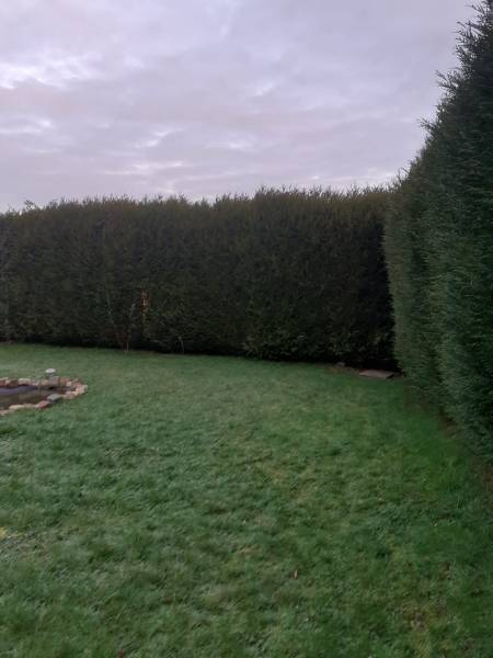 Jardinier professionnel pour la taille de haie et de buissons proche de Bolbec 76