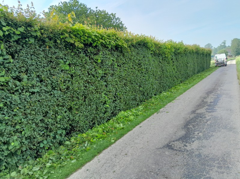 Jardinier paysagiste pour la taille de haies chez un particulier à Trouville Alliquerville près d'Yvetot 76