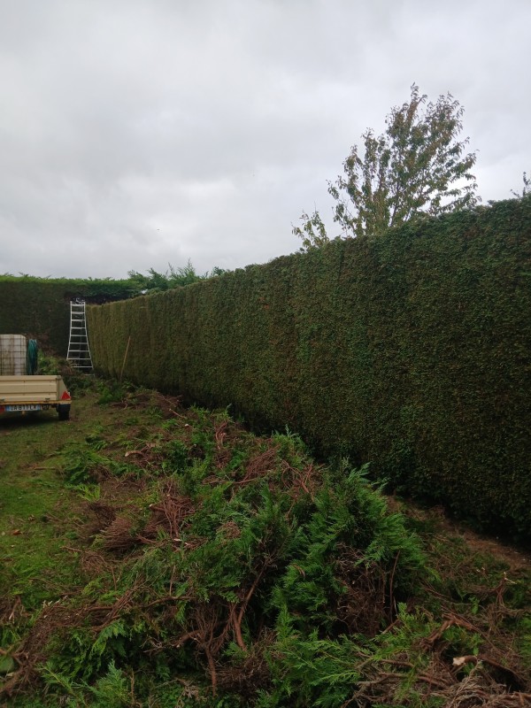 rabattage de haie