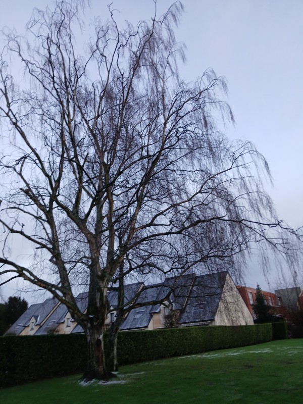 Paysagiste pour l'élagage et l'abattage d'arbres bouleaux pour un particulier à Yvetot 76