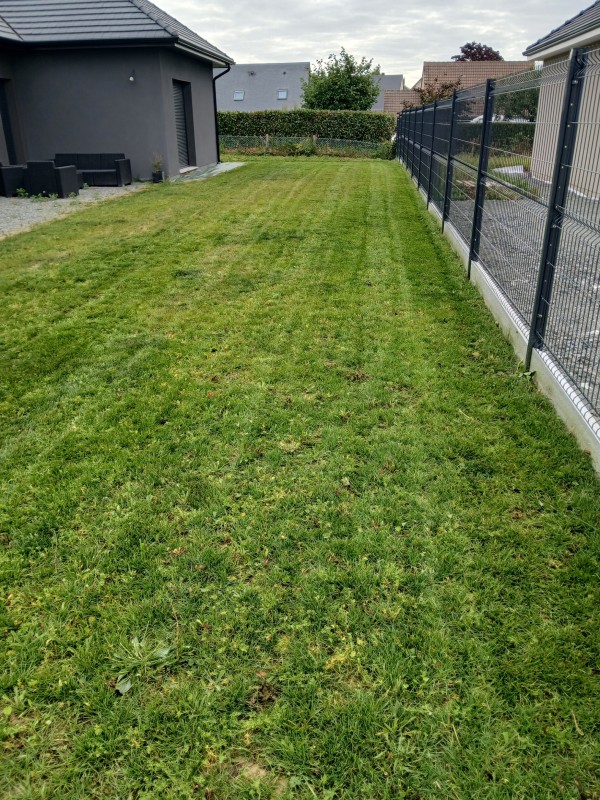 remise en état de une pelouse