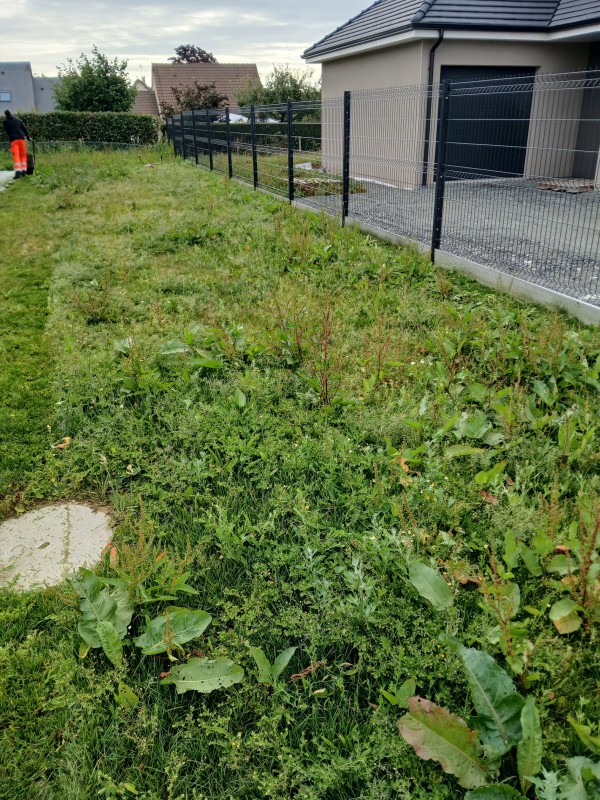 remise en état de une pelouse